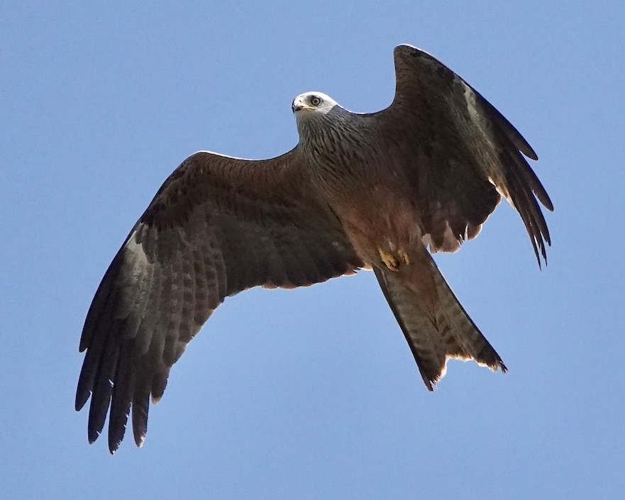 red kite